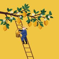 Farmer Harvesting Lemons on a Ladder From Tree Branch with Flowers vector