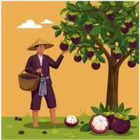 Person Harvesting Mangosteen From Tree with Basket in Orchard vector