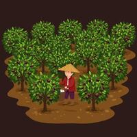 Person Harvesting Fruit in Orchard with Trees and Conical Hat vector