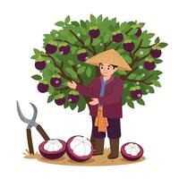 Farmer Harvesting Mangosteen Fruit From a Tree with Cutting Tool vector