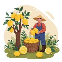 Farmer Harvesting Lemons Into Basket From Tree in Orchard vector