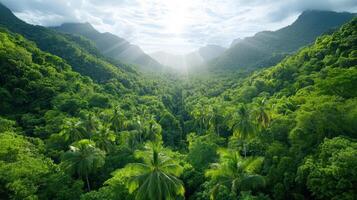 Lush rainforest landscape with sunlight filtering through trees photo