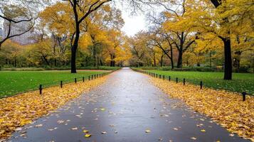 Vibrant autumn leaves line serene path in Central Park, New York photo