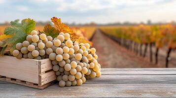 Fresh grapes in wooden crate with autumn vineyard background photo