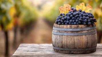 Fresh grapes in wooden barrel with autumn leaves in vineyard photo
