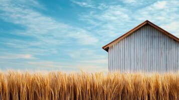 serene farmhouse beside golden wheat fields under blue sky photo