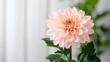 close up of blooming flower with soft peach petals and green leaves photo