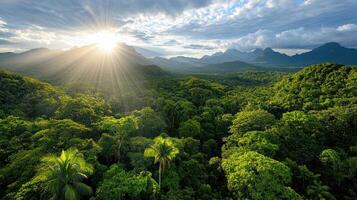 panoramic view of lush rainforest with sunlight breaking through trees, creating serene photo