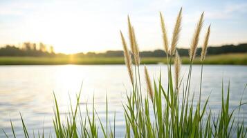 peaceful riverbank at dusk with reeds swaying gently in breeze photo