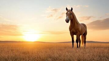 silhouette of horse against vibrant sunset in golden field photo