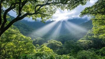 Mist rising in rainforest as sunlight breaks through trees photo