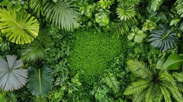 Lush green forest canopy viewed from above, showcasing vibrant foliage and textures photo