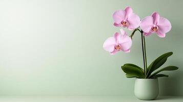 beautiful pink orchid in green pot against light green background photo