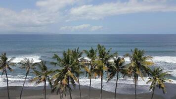 Aerial view of volcanic black sand beach with palm trees and ocean waves in Bali video