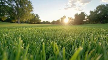vibrant sunset over lush green field creates serene atmosphere photo