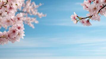Whispering petals of cherry blossoms against clear blue sky photo