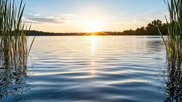 A lake with reeds and the sun setting over it photo