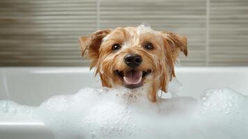 dog enjoying bubble bath with playful suds surrounding it photo