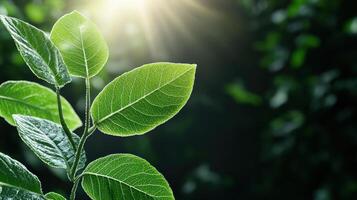 A green leaf with sunlight shining through it photo