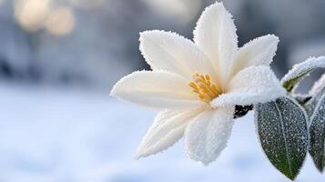 A white flower is covered in snow photo