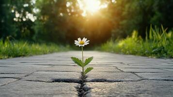 small wildflower growing through crack in stone path, symbolizing resilience photo