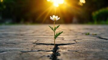 small wildflower emerges from crack in pavement, symbolizing resilience photo