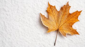 A single maple leaf laying on the snow photo
