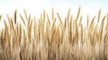 Golden wheat swaying gently in morning light creates serene scene photo