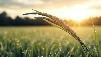 A close up of a rice plant in a field photo