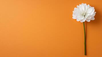 White flower on orange background photo