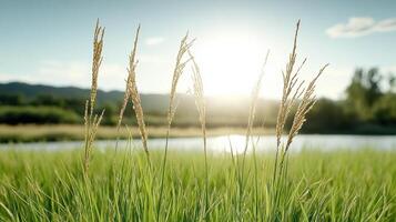 Gentle rice stalks sway in sunlight by serene water body photo