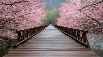 serene wooden bridge surrounded by blooming cherry blossom trees photo