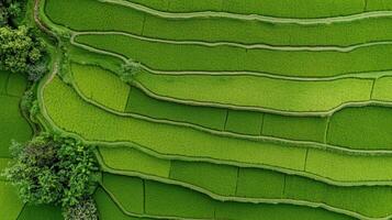 Aerial view of peaceful rice terrace showcasing vibrant green fields and winding paths photo