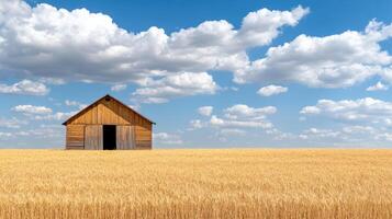 rustic barn stands alone in golden wheat field under bright blue sky with fluffy clouds photo