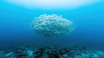 school of fish swimming gracefully vibrant marine environment, showcasing beauty of underwater photo