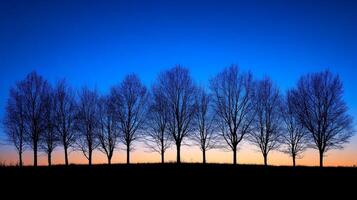 Silhouette of trees outlined against a deep blue sky at dusk in a tranquil natural landscape photo