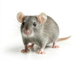 Cute small gray rodent with large ears and bright eyes photo