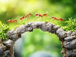 Ants crossing a small stone bridge during daytime in nature photo