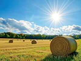 Sunny day on a rural field with hay bales under blue sky photo