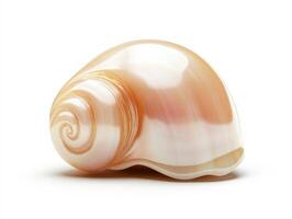 Beautiful natural spiral shell resting on a smooth surface photo