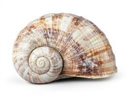 Large spiral shell resting on a smooth surface at home photo