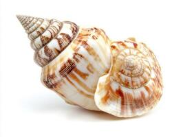 Intricate spiral seashell resting on a light background photo