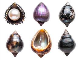 Beautiful collection of seashells featuring various natural pearls photo