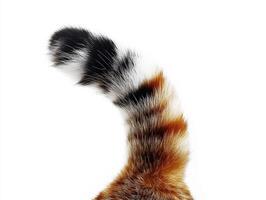 Colorful and fluffy cat tail standing out against white background photo