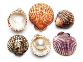 Colorful scallop shells displaying natural beauty and pearls photo