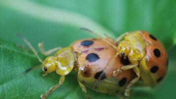 Two orange ladybugs mating on green leaf in the garden.Green blured background. Macro. video