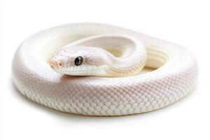 White snake resting on a smooth surface in a tranquil setting photo