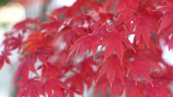 Japanese Maple Tree With Red Leaves During Autumn In South Korea. video