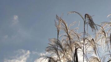 Reeds Sway On Wind And Sun Rays.Wild Grass Sway From Wind On Nature Sky.Reed In Meadow Sways.Grass Blowing On Nature Autumn Field.Fall In Herb Meadow On Pond Countryside.Nature Windy Day.Golden Sunset video