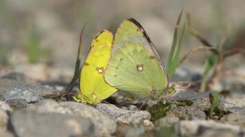 Close-up of a pair of light yellow butterflies with subtle markings perched on a rocky surface with minimal greenery. video